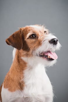 portrait of a white-red-haired dog breed hard Jack Russell Terrier on a gray background