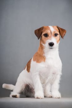 white-red dog breed hard Jack Russell Terrier sits on a gray background