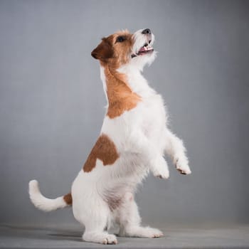 white-red-haired dog breed hard Jack Russell Terrier stands on its hind legs