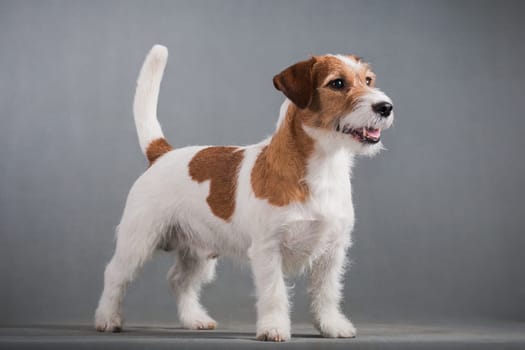 White-red-haired dog breed hard Jack Russell Terrier stands on a gray background
