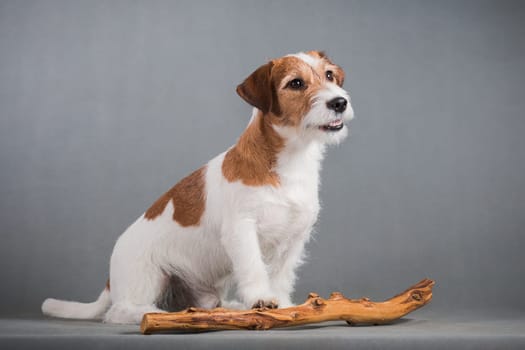 white-red dog breed hard Jack Russell Terrier sits on a gray background next to the snag