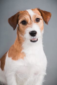 portrait of a white-red-haired dog breed hard Jack Russell Terrier on a gray background