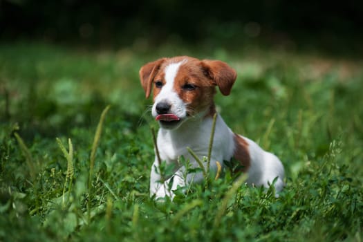 Jack Russell Terrier white and red-haired puppy walks on green grass