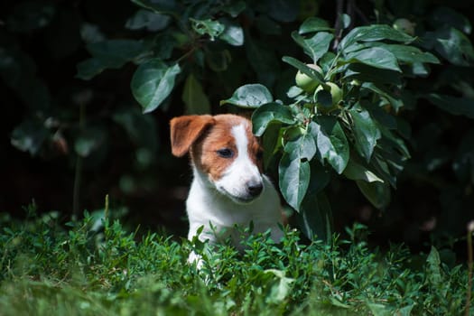 Jack Russell Terrier white-red puppy hiding under an apple branch