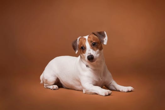 Jack Russell Terrier white and red dog lying on a red background and posing