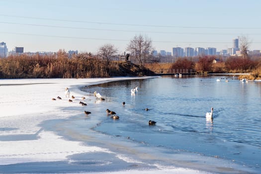 Ducks and swans on the frozen pond