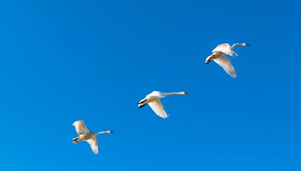 Flock of swans flying