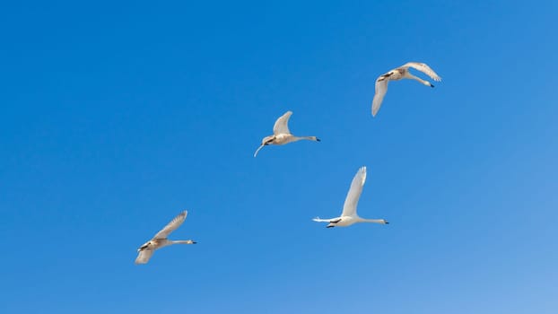 Flock of swans flying