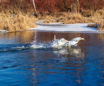 Swans on the frozen pond