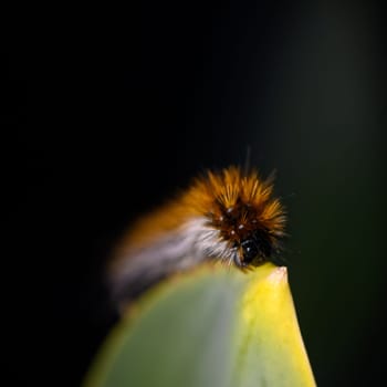 A fuzzy caterpillar sits on a bright green leaf, basking in the warm sunlight of a peaceful garden.