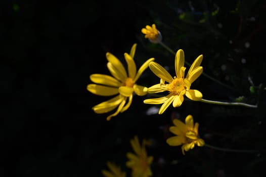 Vibrant yellow flowers stand out beautifully in a tranquil garden under soft afternoon sunlight.
