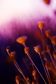 Wildflowers radiate beauty, bathed in a soft purple glow as the sun sets, capturing the essence of nature's magic.