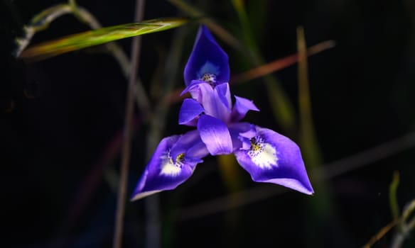 A striking purple bloom gracefully emerges from dark foliage, showcasing its delicate beauty under soft light.
