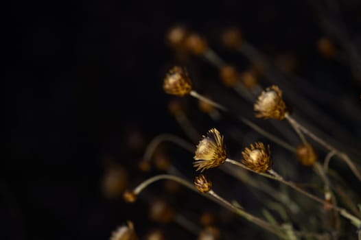 Golden blooms reach towards the fading light, whispering secrets of the night in a serene autumn landscape.