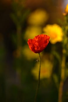 A solitary red poppy flower captures attention amidst a backdrop of yellow blooms as twilight sets in.