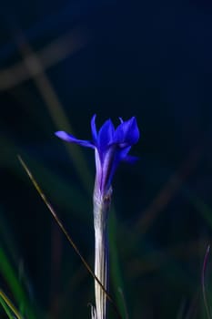 A stunning violet flower reaches for the light, standing tall amidst soft grass in a serene evening atmosphere.