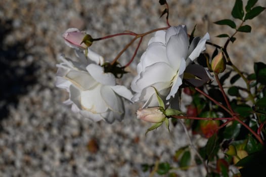 Two white roses flourish with soft petals, offering a serene touch to the rugged gravel ground under the sun.