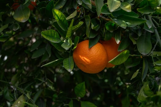 Ripe oranges dangle from verdant branches in a sunlit orchard, showcasing nature's bounty and beauty.
