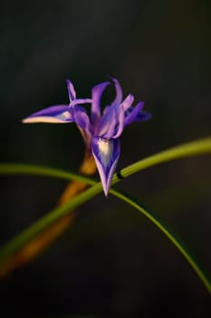 A vibrant purple wildflower stands proudly against a dark backdrop, capturing the beauty of nature at twilight.