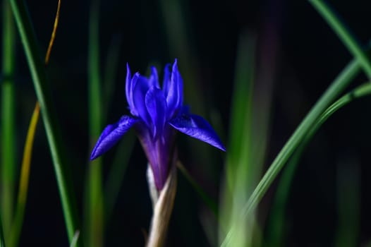 A striking purple iris emerges among gentle green blades, captivating onlookers with its vibrant hues in springtime.