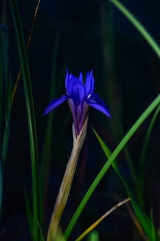 A striking purple bloom rises gracefully amidst vibrant green grass, illuminated softly by gentle light.