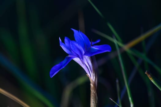 Vibrant purple petals emerge from a slender stem, illuminated gently amidst verdant grass at dusk.