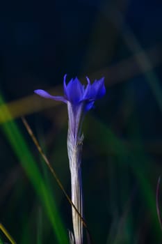A striking purple wildflower reaches upwards, surrounded by lush green grasses under soft natural light.