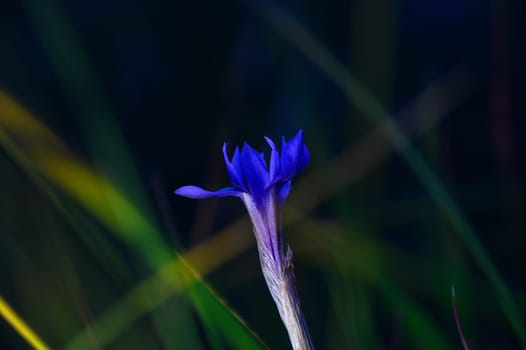 A striking blue bloom rises elegantly from lush green grass, showcasing nature's beauty at dusk.