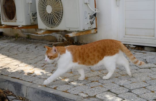 A playful orange and white cat strolls along a cobblestone path, blending with the serene urban atmosphere.