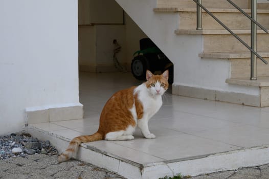 A playful orange and white tabby cat perched beside polished steps, enjoying the warm sun in a tranquil environment.