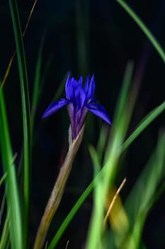 A vibrant purple iris emerges gracefully from verdant grass under warm sunlight in a tranquil outdoor setting.