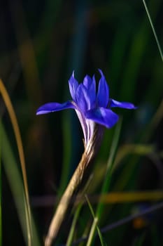 A vibrant purple flower stands tall amidst lush green grass under the warm sunlight, creating a serene atmosphere.