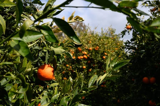 Lush green branches bear vibrant oranges basking in sunlight, creating a tranquil atmosphere in the orchard.
