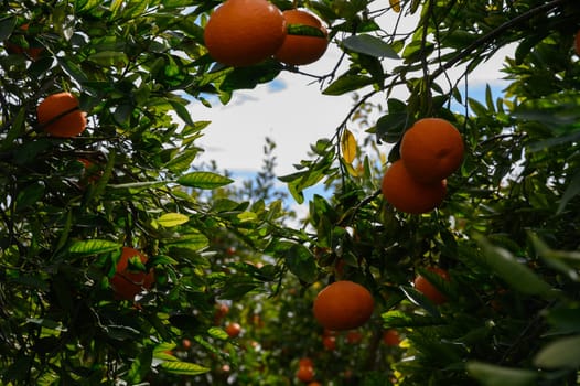 Sunlit orange grove filled with lush green foliage, ripe oranges hanging low, signaling the harvest season approaching.