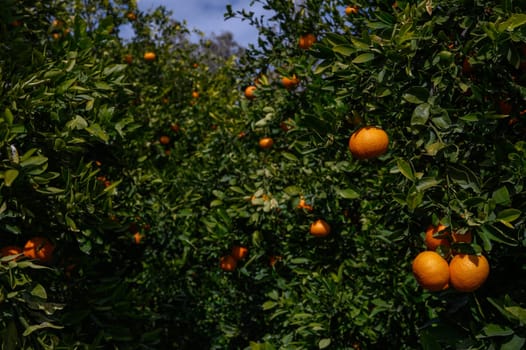 Lush orange trees bursting with ripe fruit under a clear blue sky create a picturesque scene in the orchard.