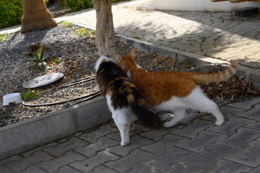 Two adventurous cats curiously investigate their surroundings on a sunlit garden path filled with foliage.