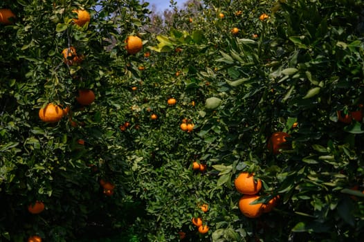 Bright orange fruits hang from lush green trees in a vibrant orchard, ready for harvesting on a sunny day.