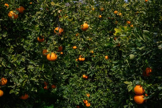 Vibrant orange trees heavy with ripe fruit create a colorful tapestry in a serene orchard setting.