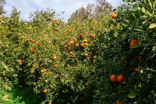 Lush orange trees heavy with ripe fruit bask in the warm sunlight, creating a picturesque agricultural landscape.