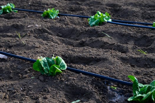 Rows of vibrant green lettuce grow in fertile earth, nourished by a modern irrigation system on a sunny afternoon.