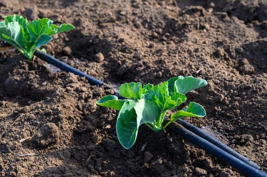 Young cabbage plants grow vibrant in their fertile rows, nurtured by warm sunshine and healthy earth.