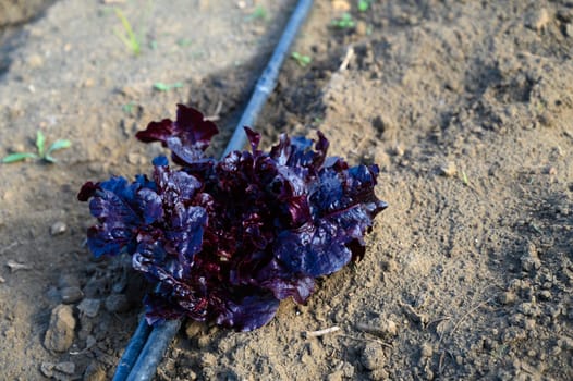 Freshly harvested red lettuce rests on rich soil beside a drip irrigation line under bright sunlight.