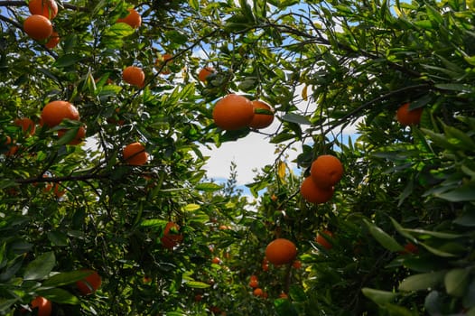 Lush orange trees laden with ripe fruit create a picturesque scene beneath the bright, sunny sky.