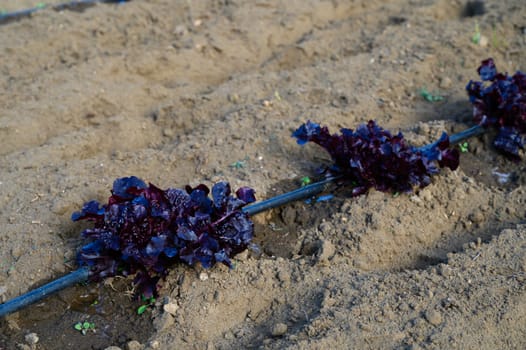 Red lettuce plants grow vibrantly along a drip irrigation line in a farm field bathed in gentle morning sunlight.