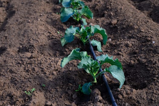 Healthy green seedlings push through rich soil, nourished by a nearby drip irrigation system managing water efficiently.