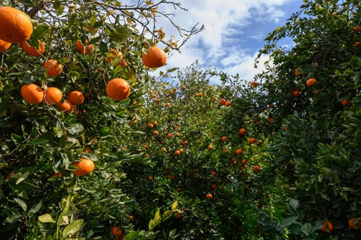 Sunlight streams through lush foliage as ripe oranges dangle from vibrant trees in a flourishing orchard.