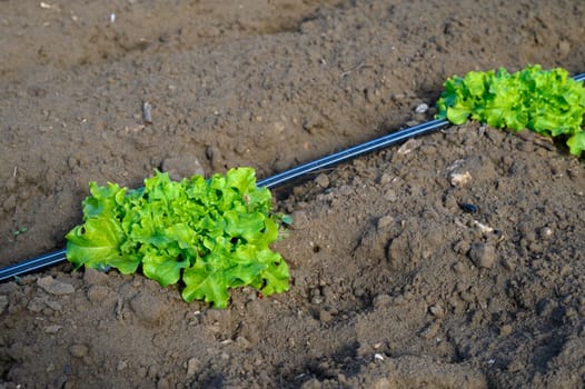 Vibrant green lettuce thrives in well-tended soil, nourished by a watering system in a sunny garden setting.