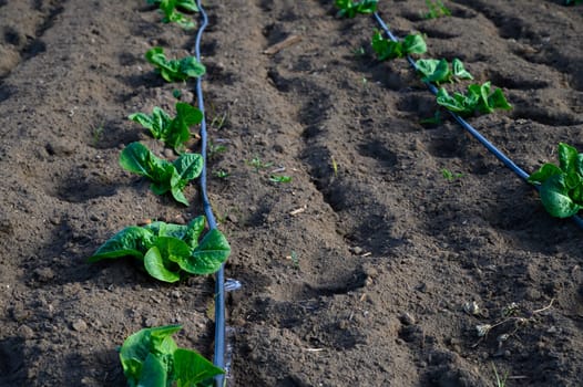 Rows of vibrant green lettuce plants flourish in well-tilled soil beneath the afternoon sun, promising a fresh harvest.
