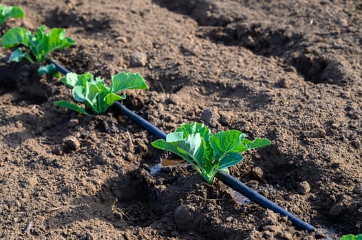 Cabbage plants flourish, nurtured by irrigation, in rich soil under the morning sun, promising bountiful harvests ahead.