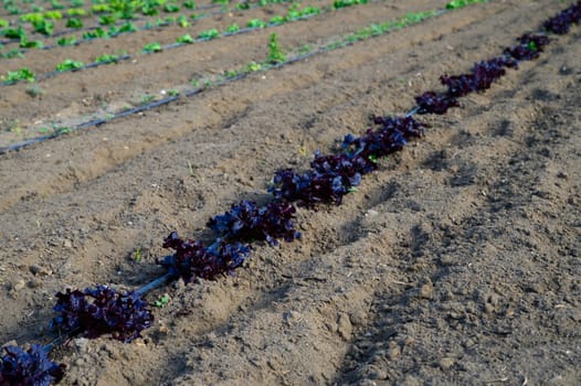 Rows of vibrant purple lettuce grow steadily under the warm sun, promising a bountiful harvest soon.